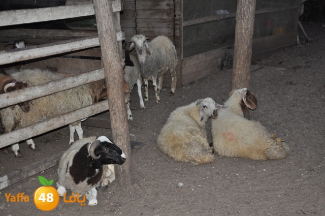 kharoof83111 (6).JPG